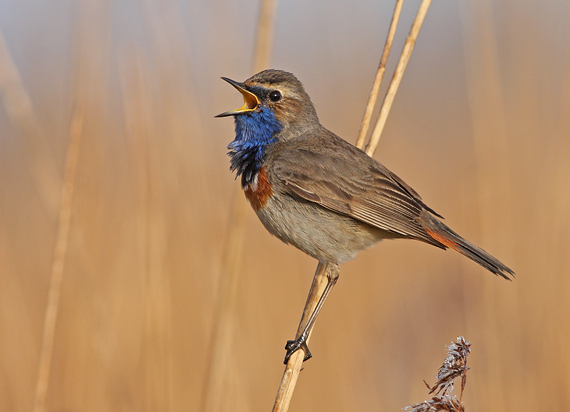 Blauwborst 6