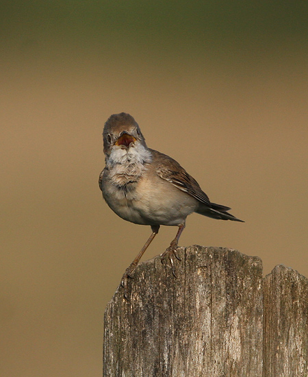 Grasmus frontal