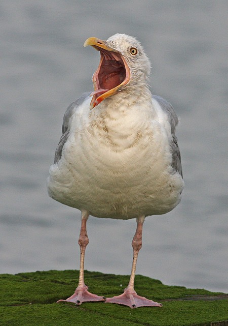 Zilvermeeuw 6