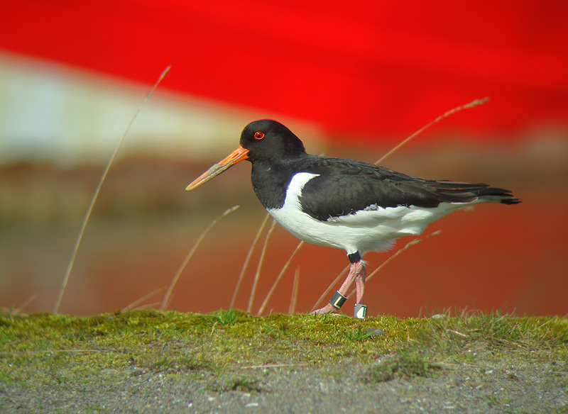 Scholekster
