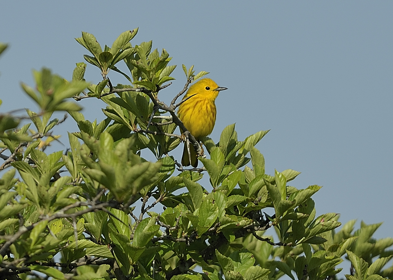 Yellow Warbler (Male)