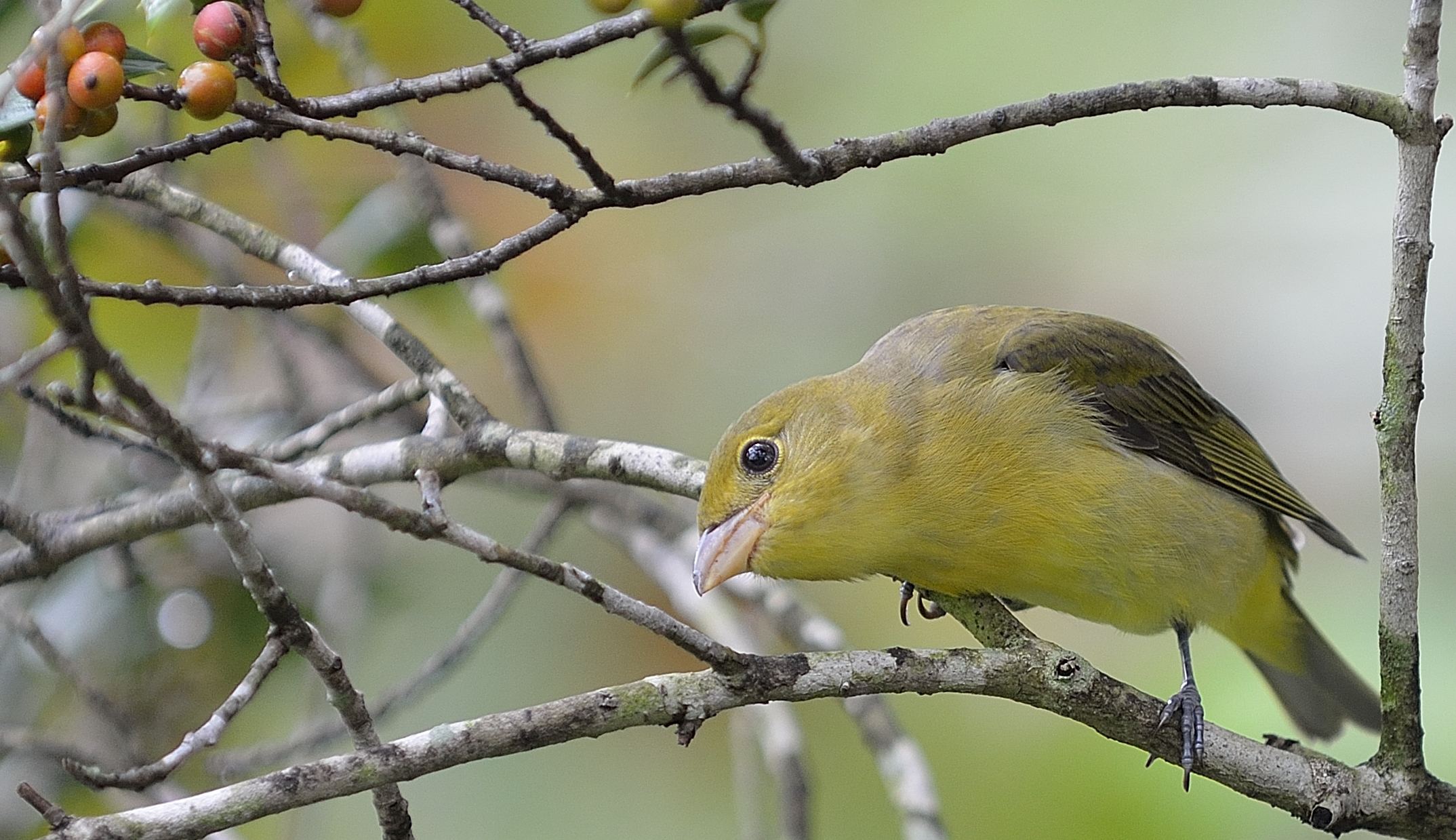 Scarlet Tanager (Fall Plumage)