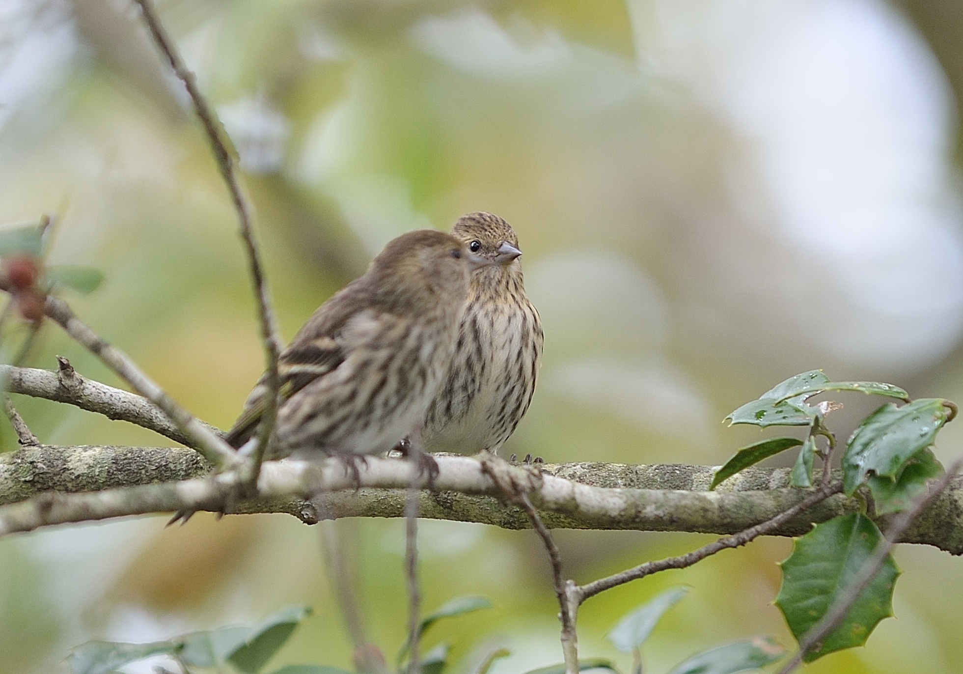 Pair of Pine Siskins