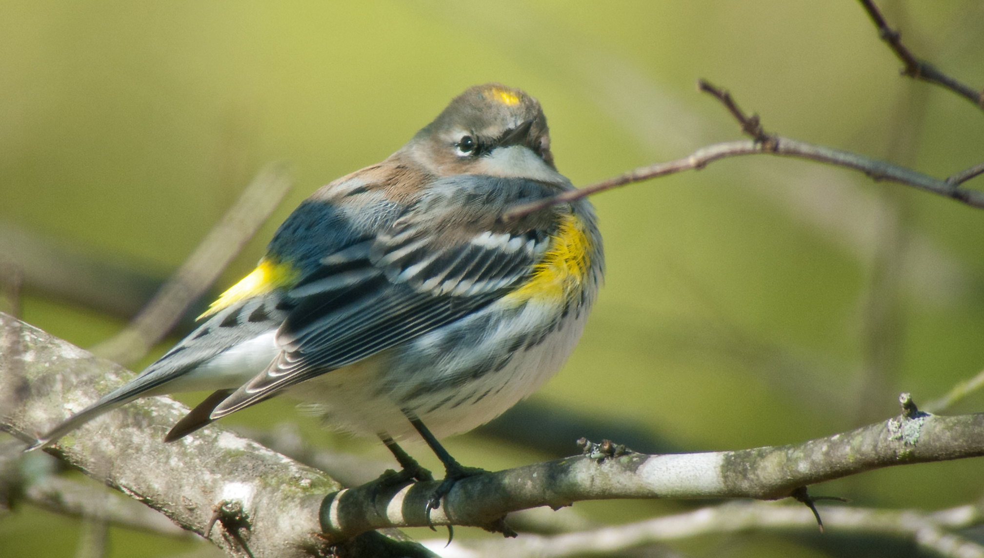 Yellow-rumped Warbler