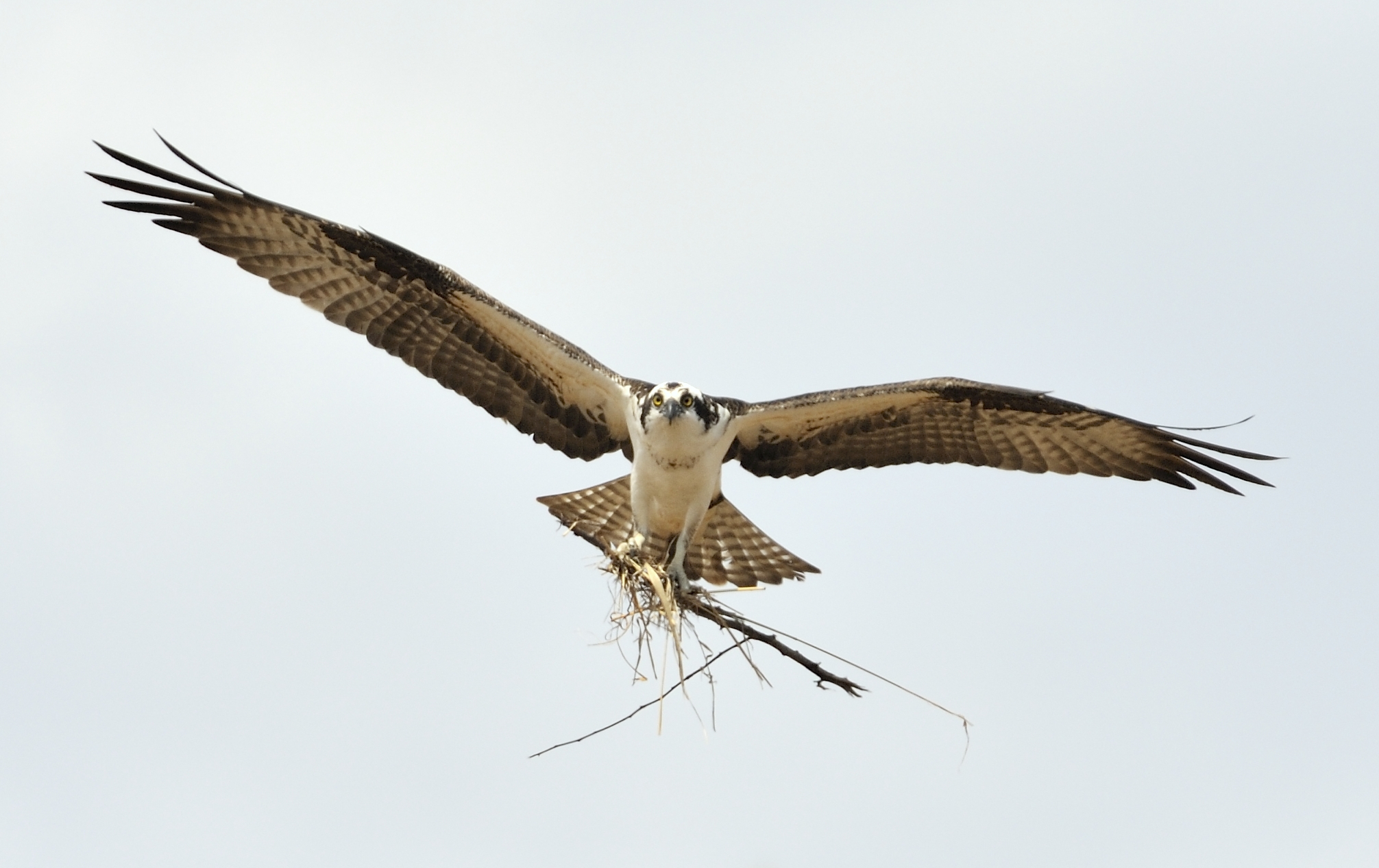 Osprey Building Nest (Female)