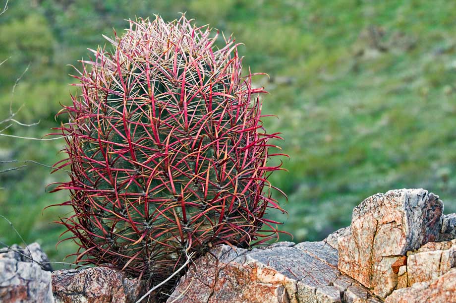 Barrel cactus