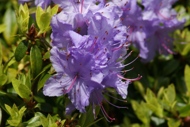 Purple in the sun
