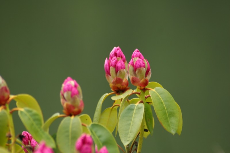 Bud'in
