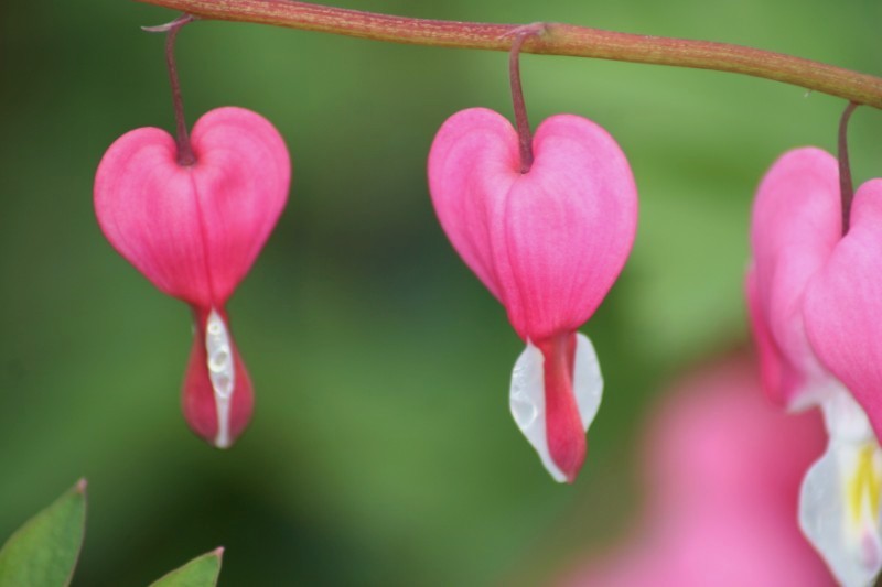 My heart bleeds for bleeding hearts