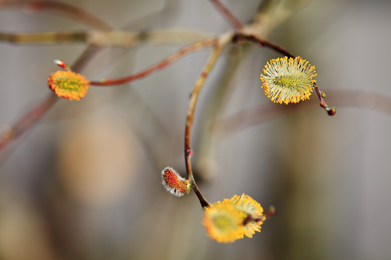 Pussy Willow
