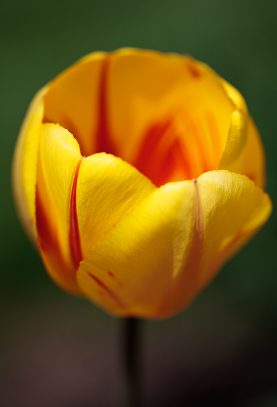 Tulip