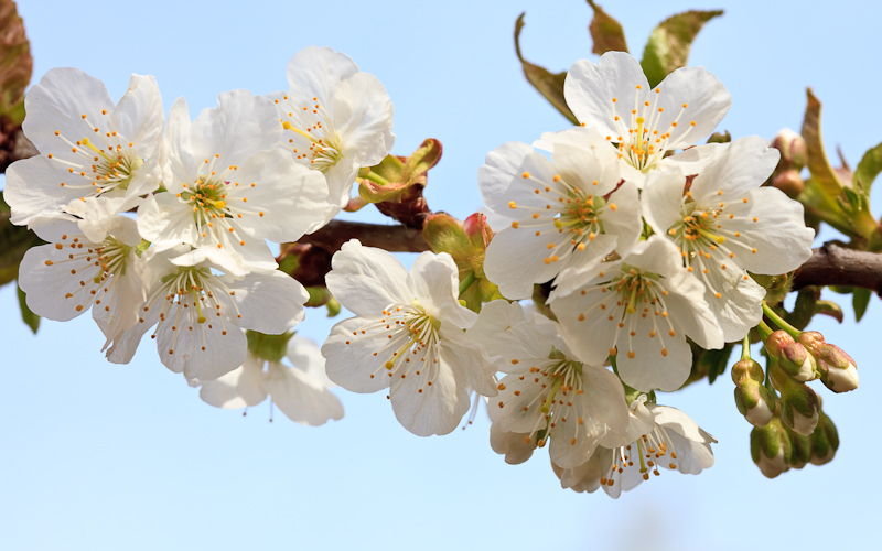 Cherry Blossom