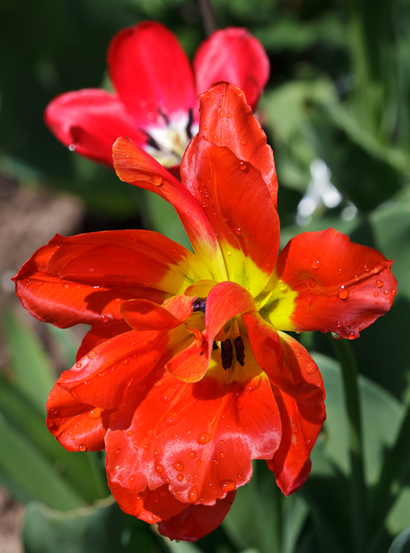 Tulip