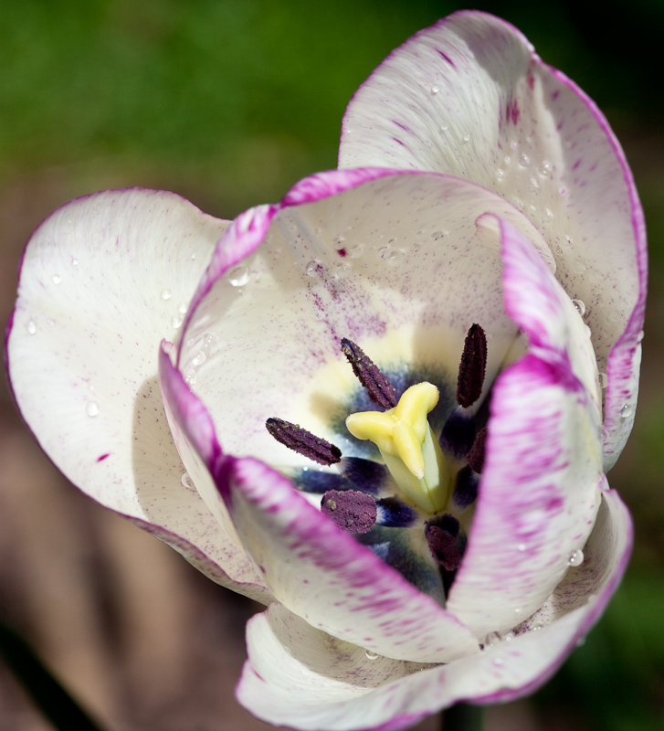 Tulip