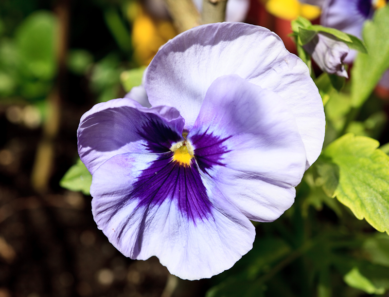 Pansy