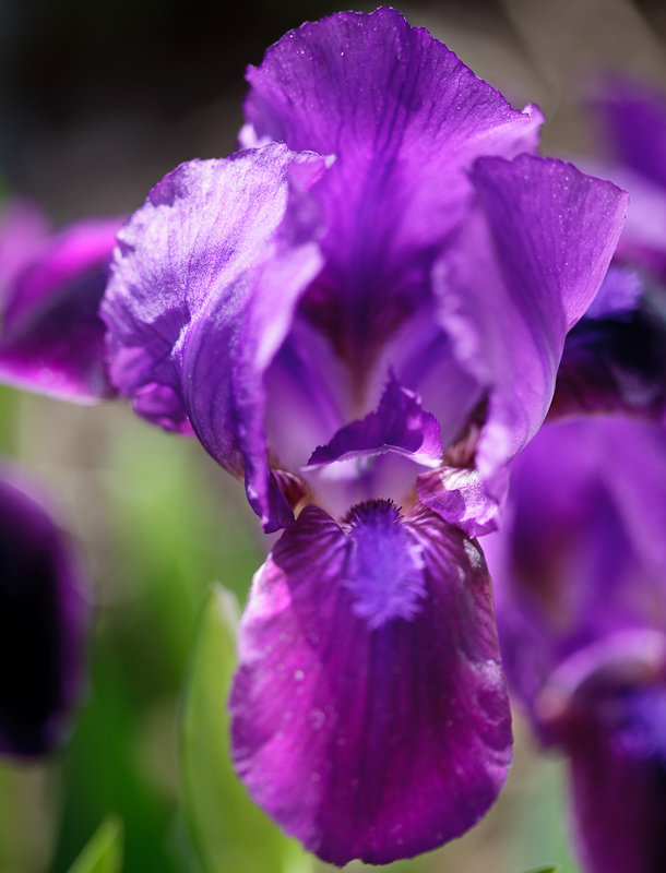 Iris
