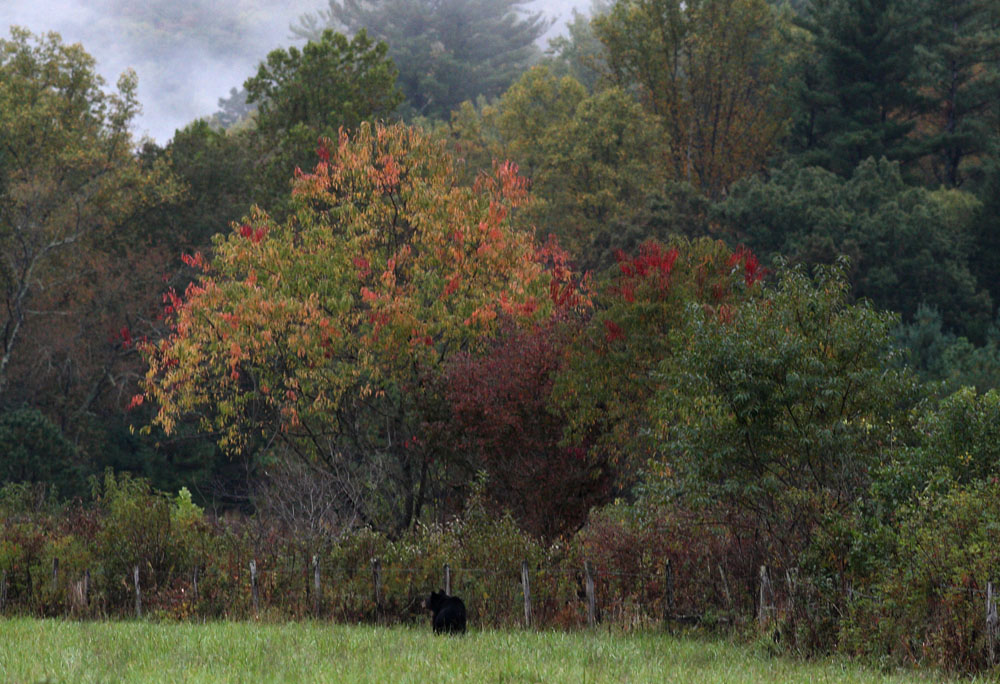 The leaves are beginning to turn in  Cades Cove.