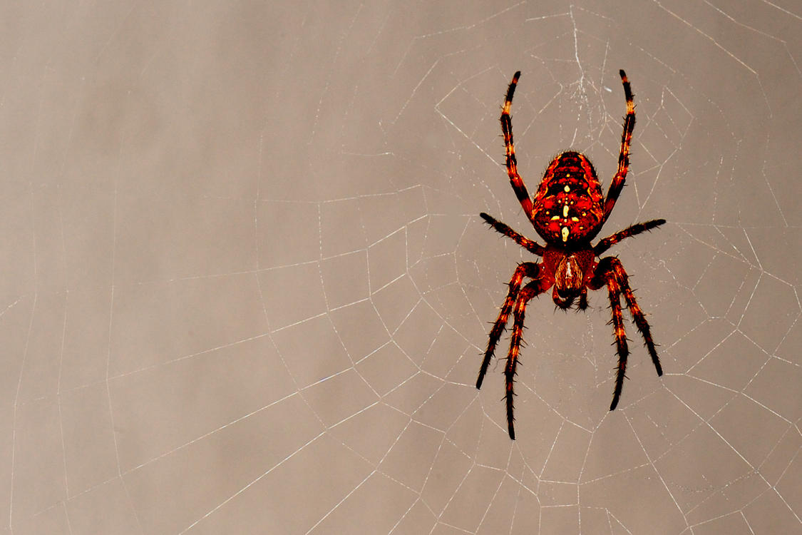 Orb Weaver