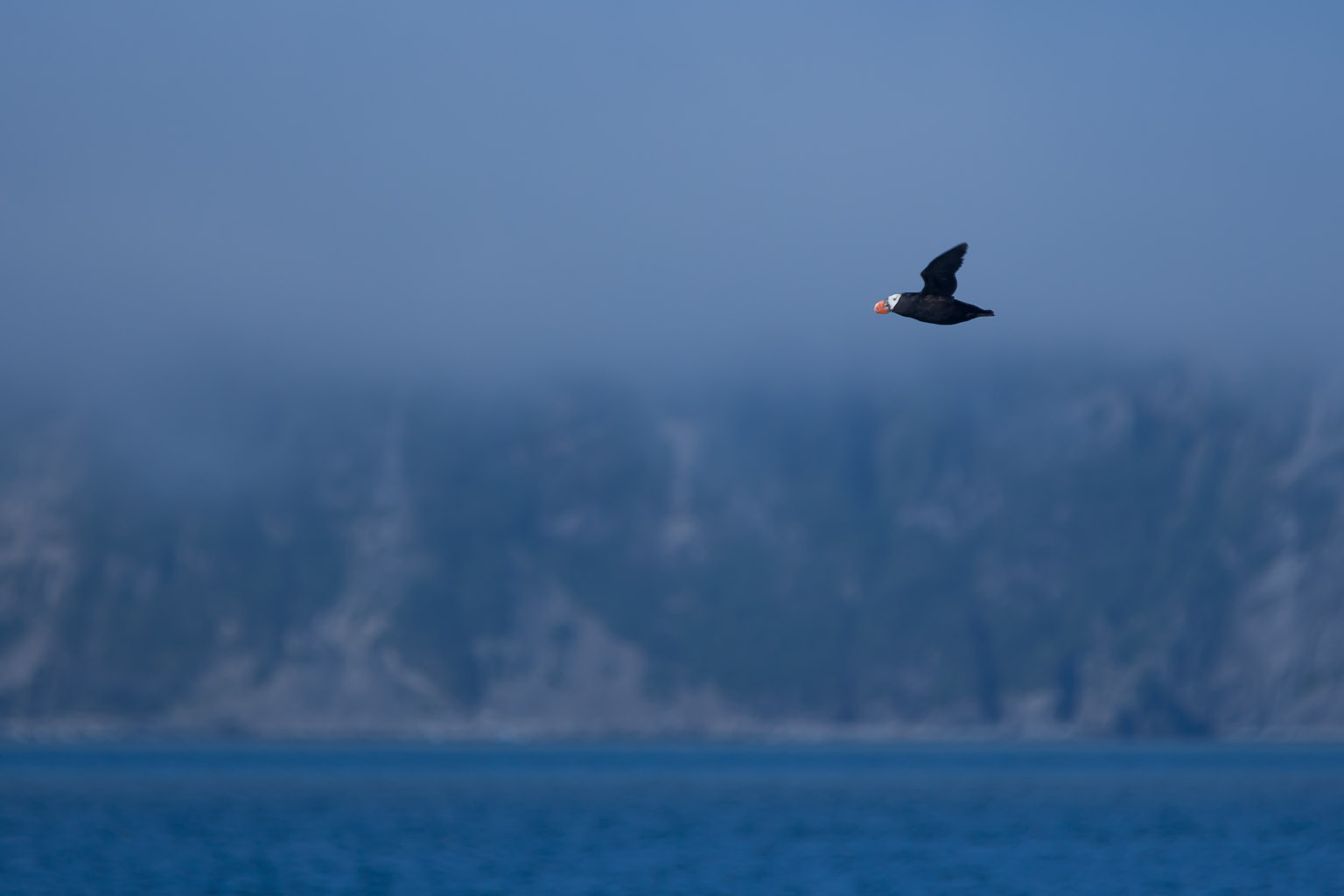 A lonely puffin