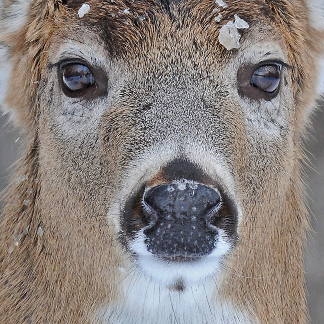 20081218 015 White-tailed Deer - SERIES.jpg