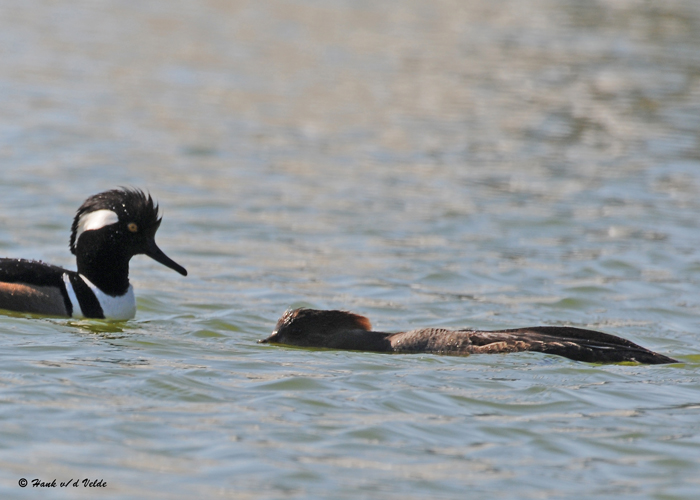 20090415 302  Hooded Mergansers - SERIES.jpg