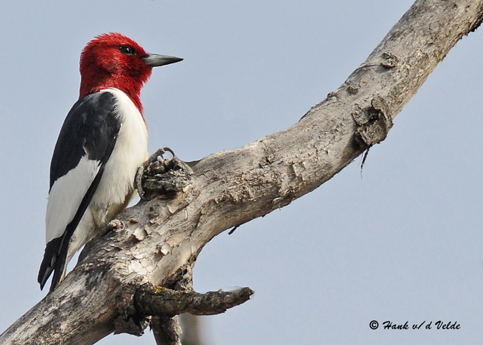 20090505 151 Red-headed Woodpecker.jpg