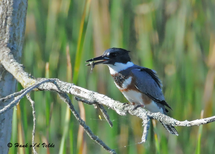 20090912 619 Belted Kingfisher (F) - SERIES.jpg