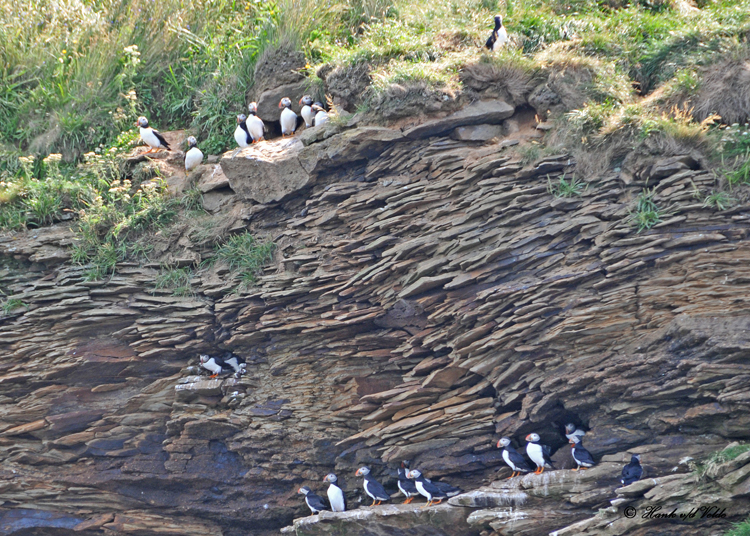 20100731 - 1 616 Atlantic Puffins SERIES.jpg