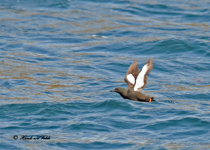 20100731 - 2 151 Black Guillemot SERRIES.jpg