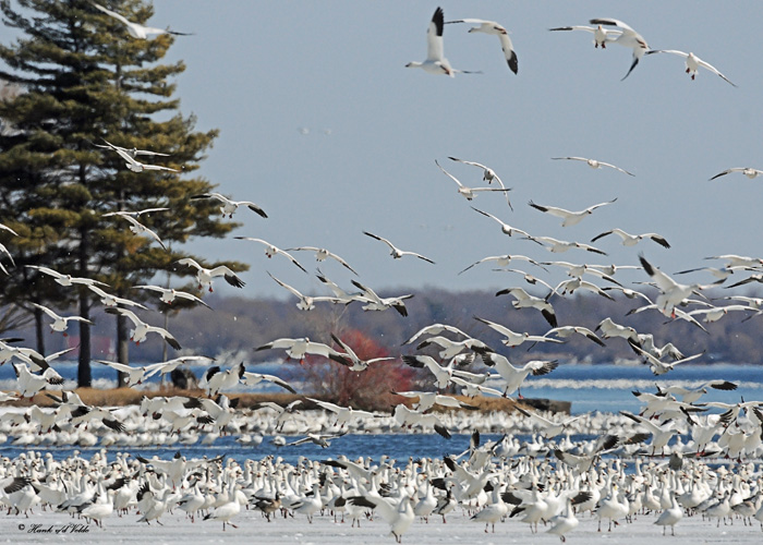 20110330 728 SERIES - Snow Geese.jpg