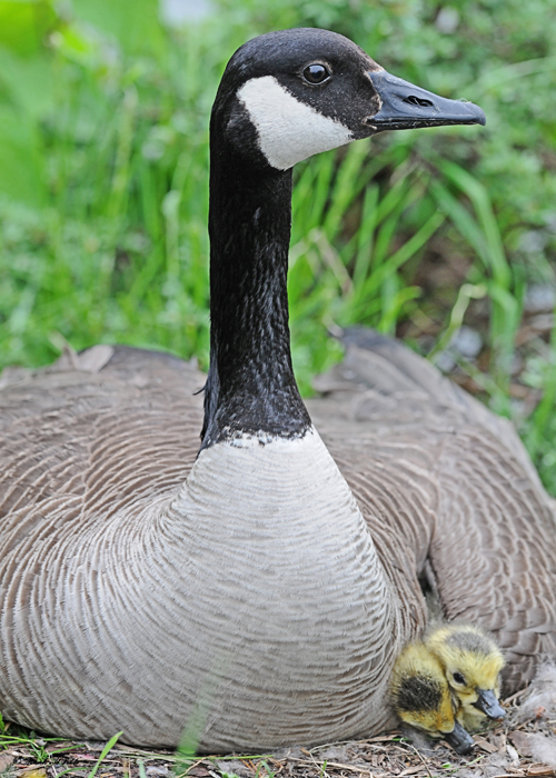 20110523 037 SERIES - Can Geese Goslings.jpg
