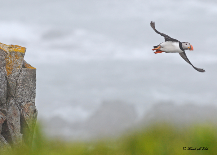 20110701 073 Atlantic Puffin.jpg