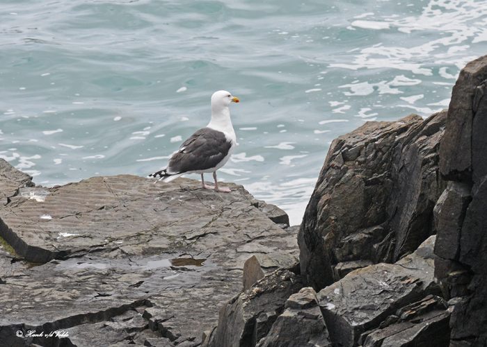 20110711 065 Great Black-backed Gull.jpg