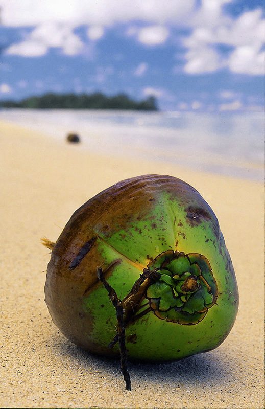 Desert Island Coconut