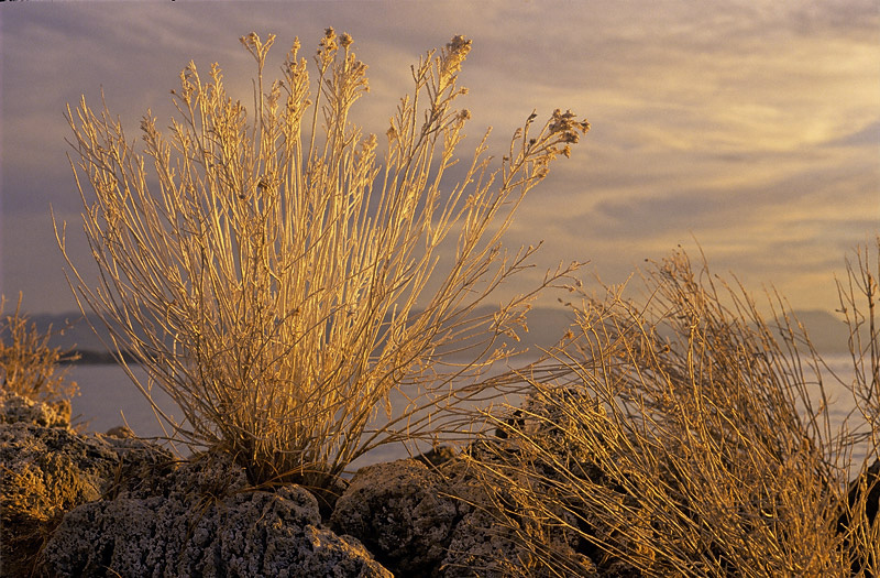 Mono Light 2