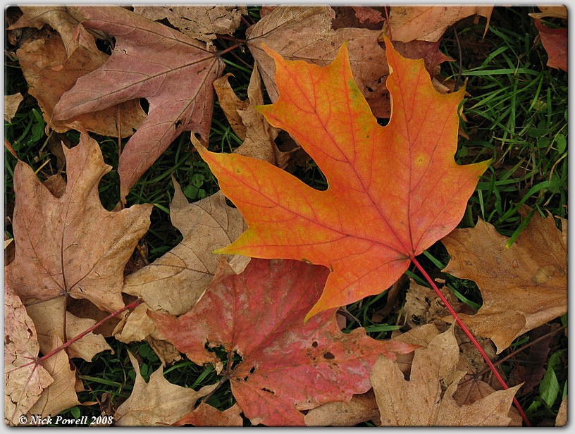 Autumnal Leaves