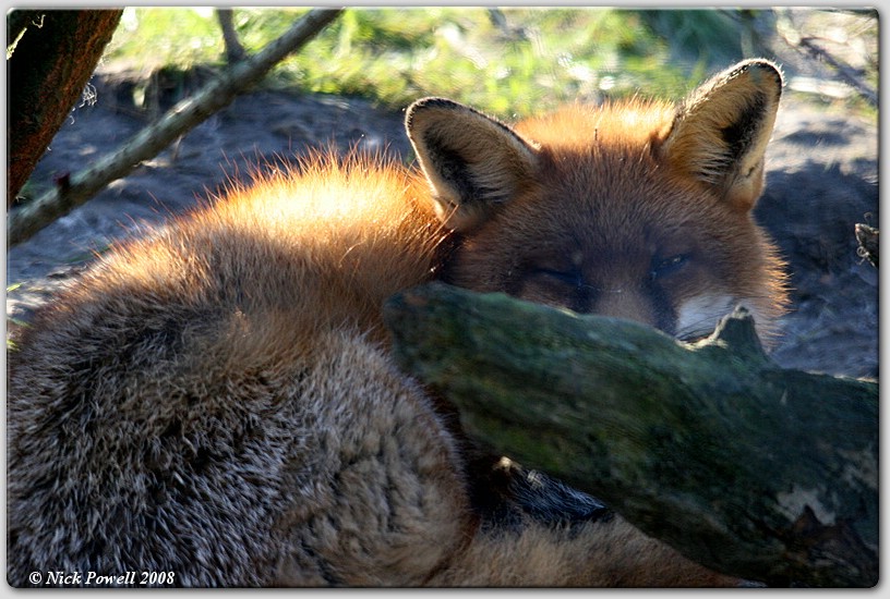 Basking in the sun