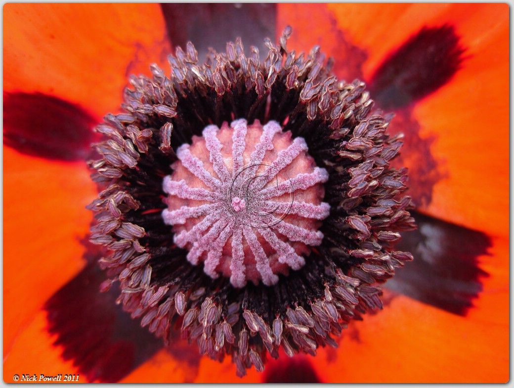 East Sussex Poppy