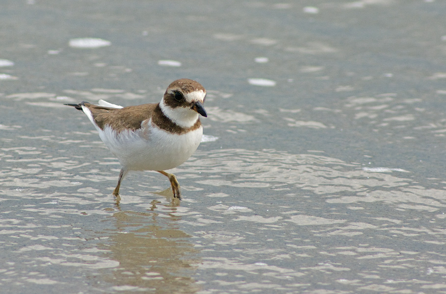 Semipalmated Plover