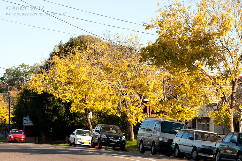 20120406_23664 Autumnal Streetscape (Fri 06 Apr)