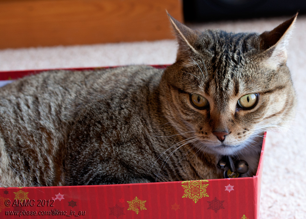 20121231_27396 The Affinity Between Cat And Box...  (Mon 31 Dec)