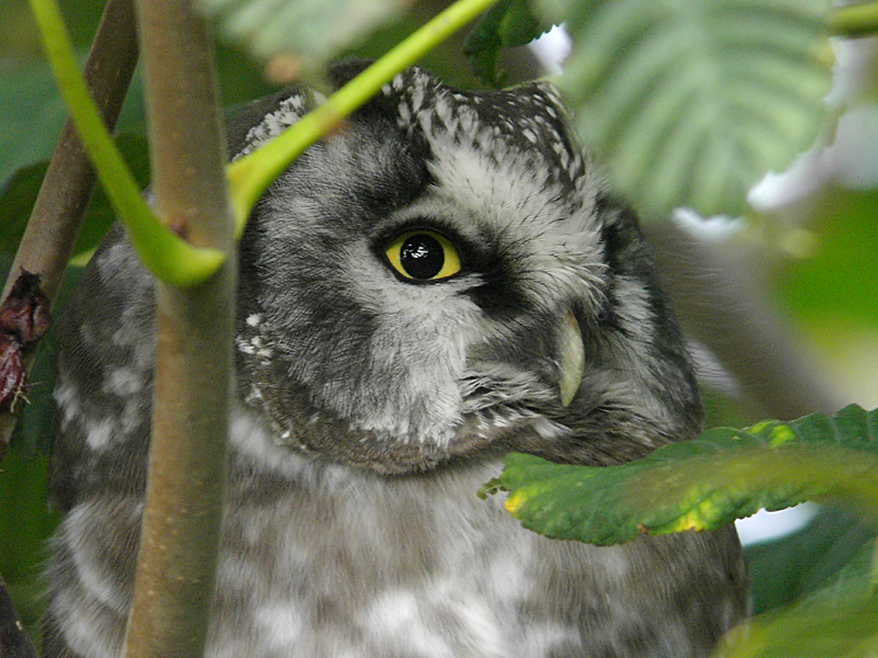 Prluggla - Tengmalm's Owl  (Aegolius funereus)