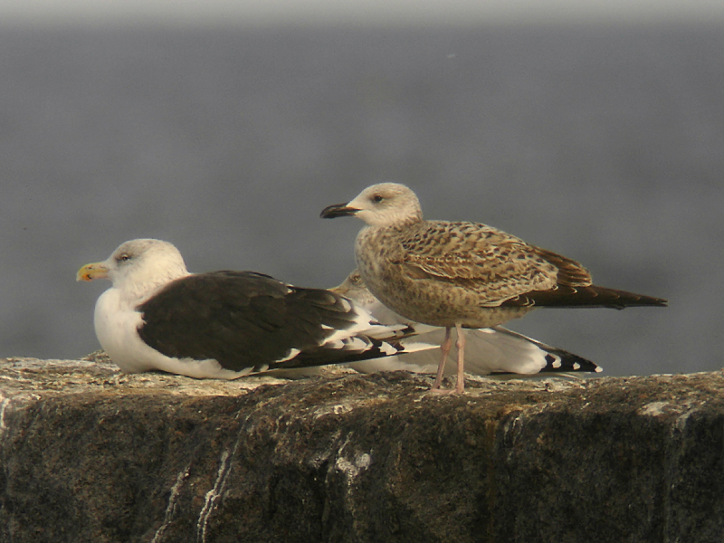 Medelhavstrut - Yellow-legged Gull  (Larus michahellis)