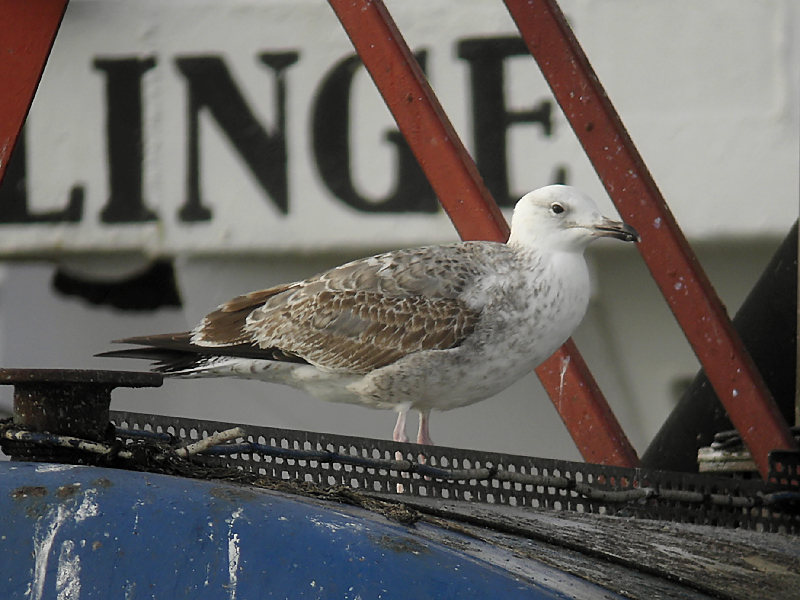 Kaspisk trut - Caspian Gull  (Larus cachinnans)