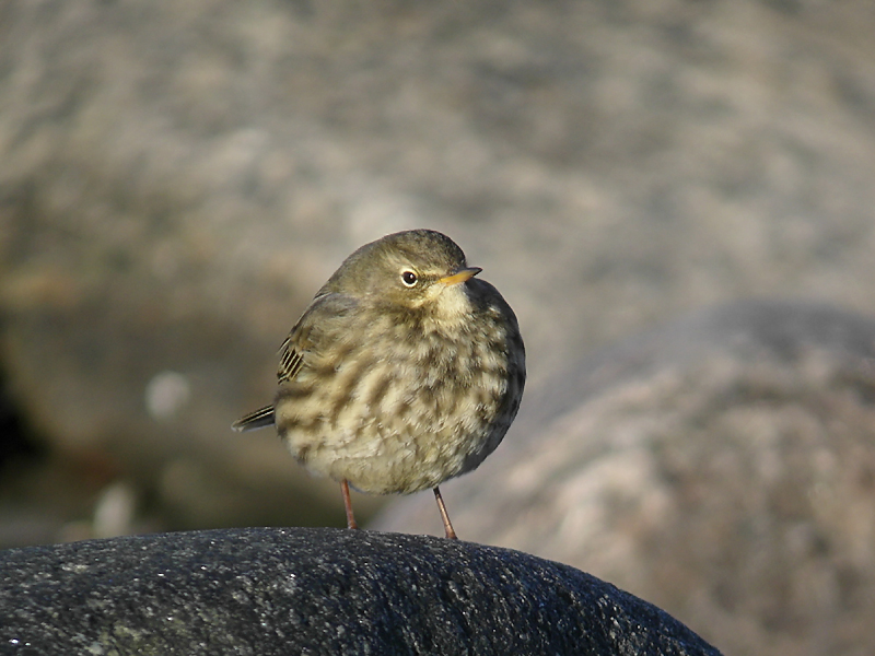 Skärpiplärka - Rock Pipit (Anthus petrosus)
