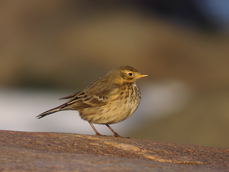 Hedpiplärka - American Pipit (Anthus rubescens)