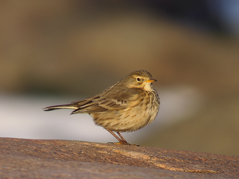 Hedpiplärka - American Pipit (Anthus rubescens)Hedpiplärka Buff-bellied Pipit or American Pipit (Anthus rubescens)