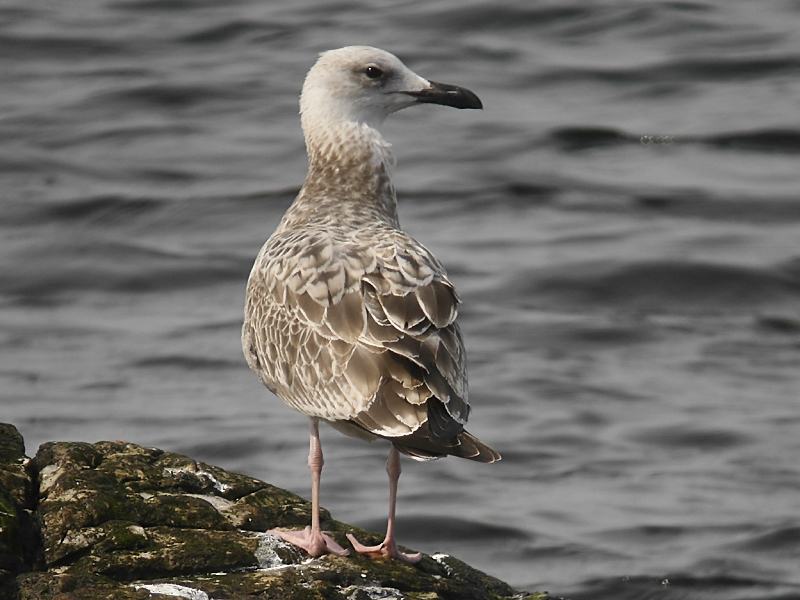 Kaspisk trut - Caspian Gull (Larus cahinnans)