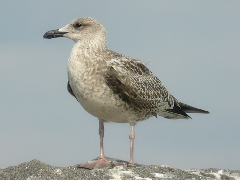 Grtrut - Herring Gull  (Larus argentatus)