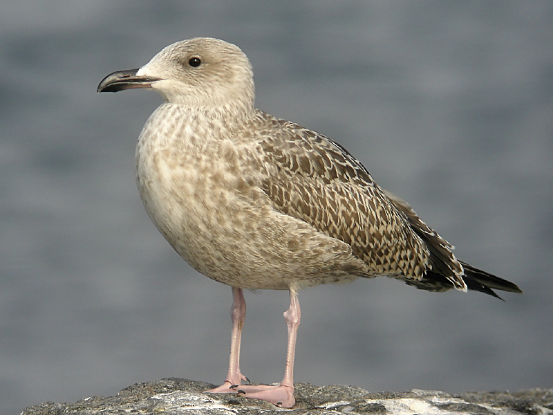 Grtrut - Herring Gull  (Larus argentatus)